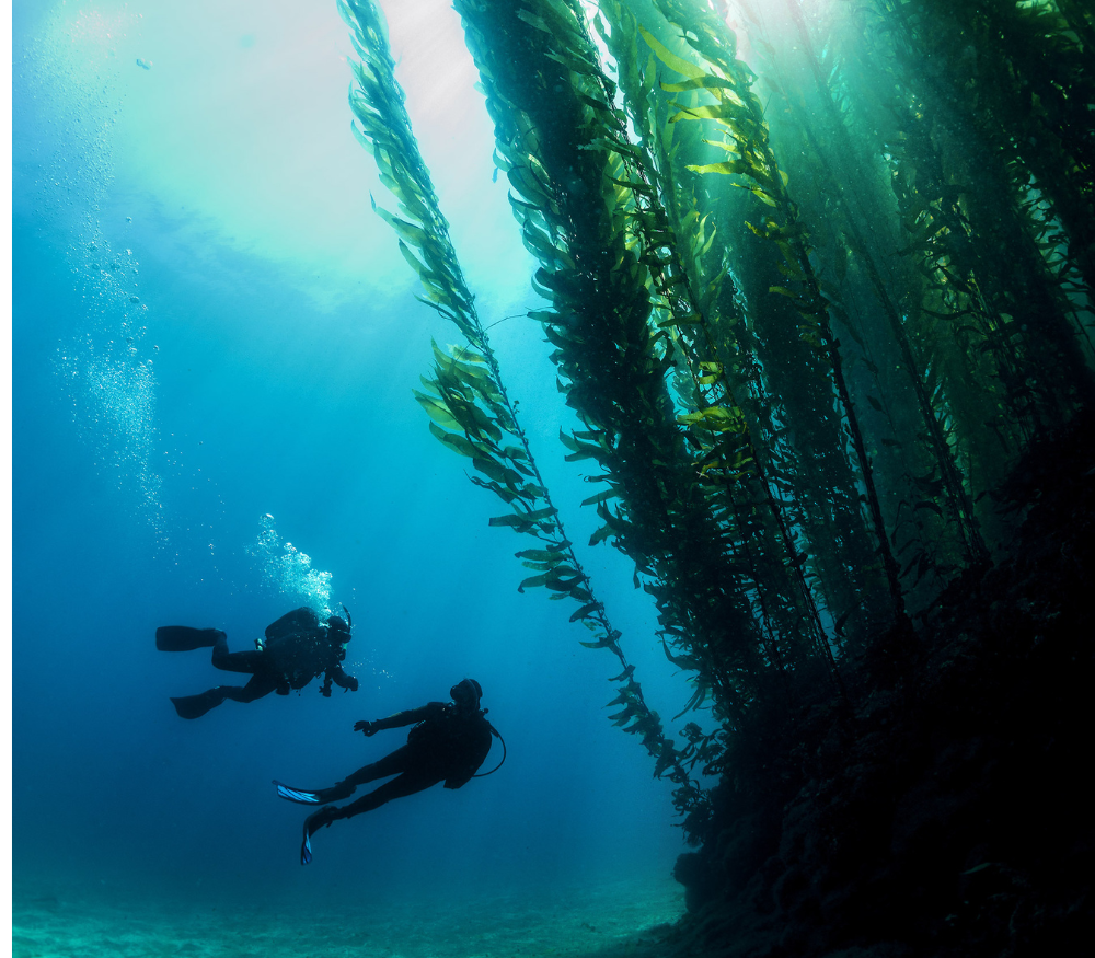 DEEP DIVER