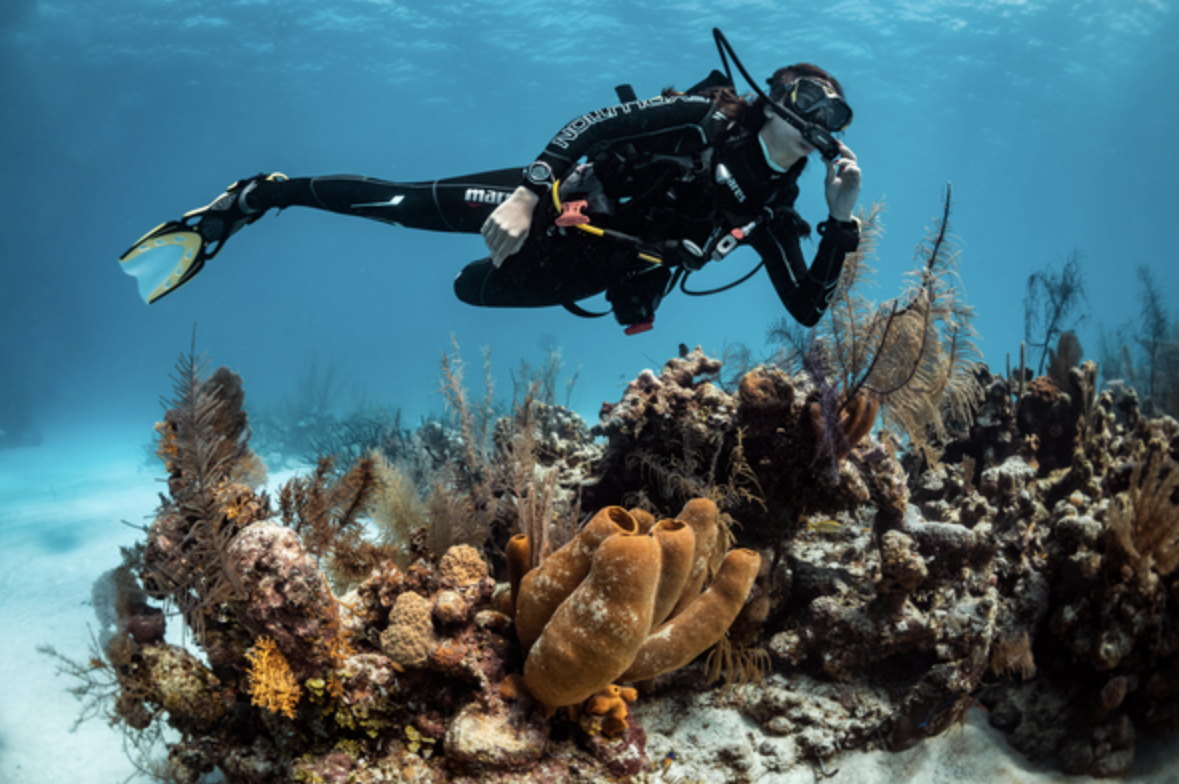 Open Water Checkout Dives