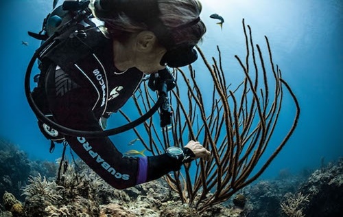 Underwater Naturalist