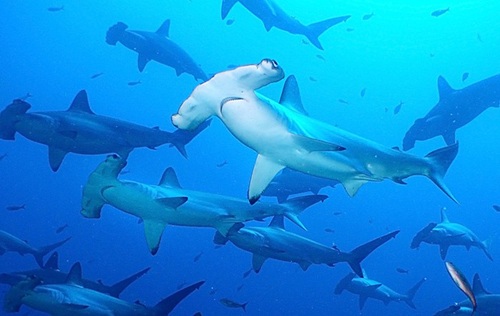 Shark Conservation