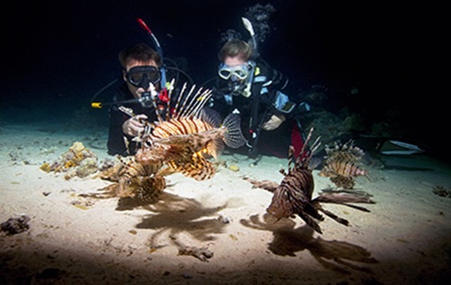 Night Diver
