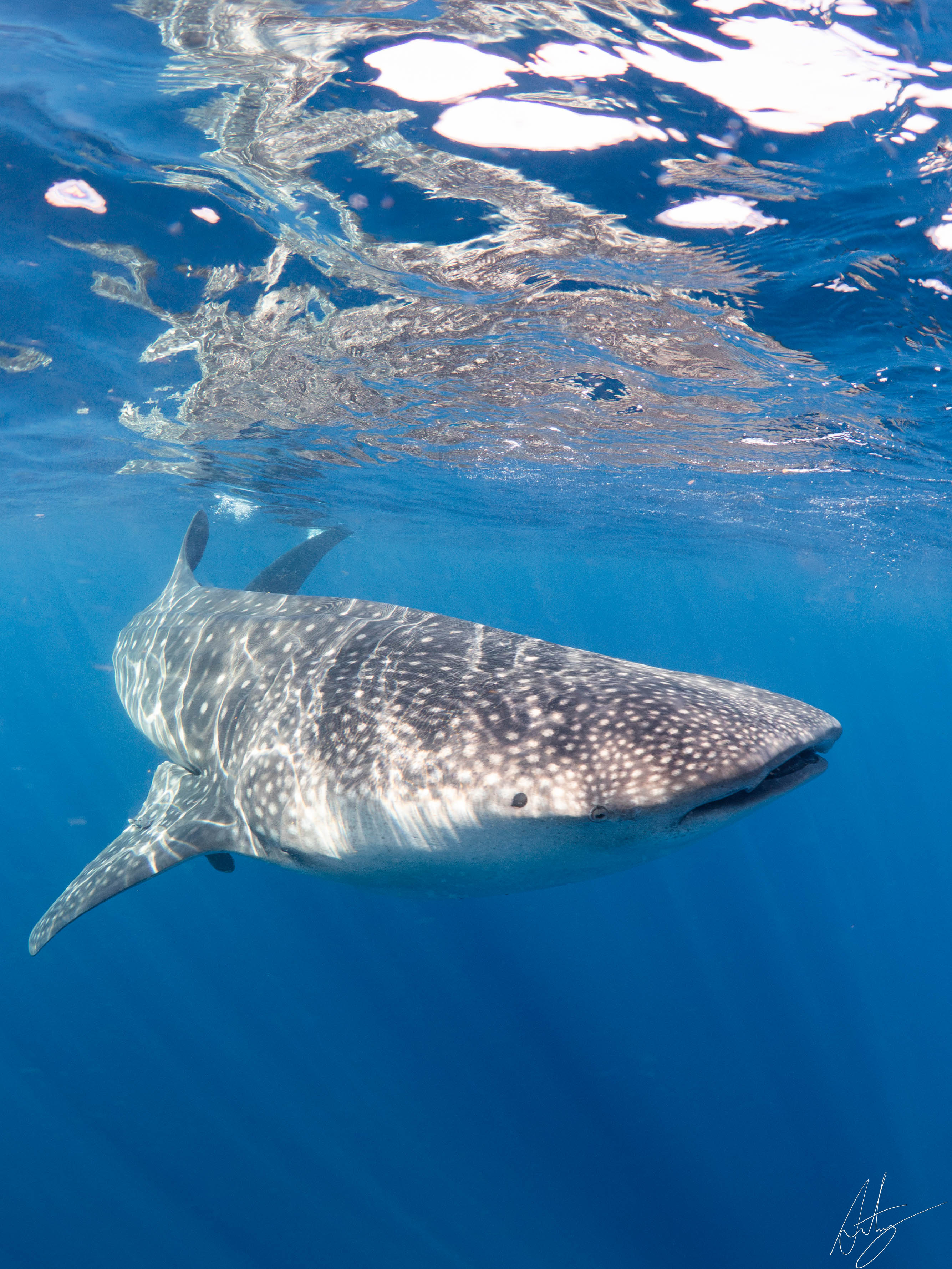 PADI Whale Shark Awareness