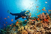 Christmas in the keys 3night stay and 8 dives