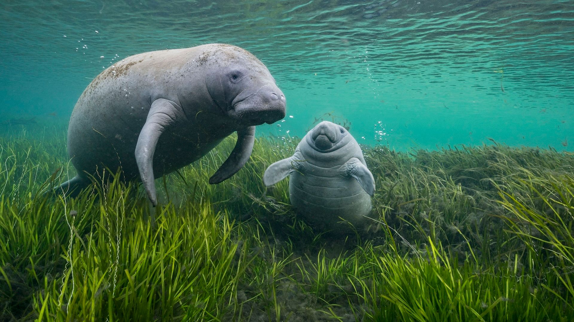 Dive with the manatees