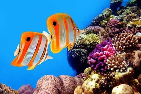 Underwater Naturalist