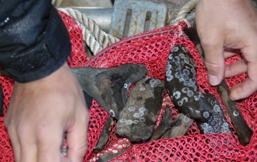Cooper River - South Carolina