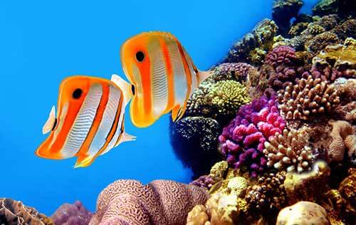 Whale Shark Awareness