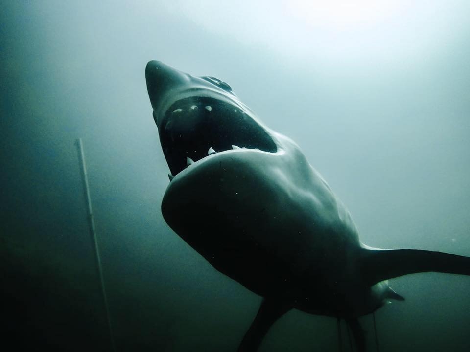 Pennyroyal Scuba, Hopkinsville, KY