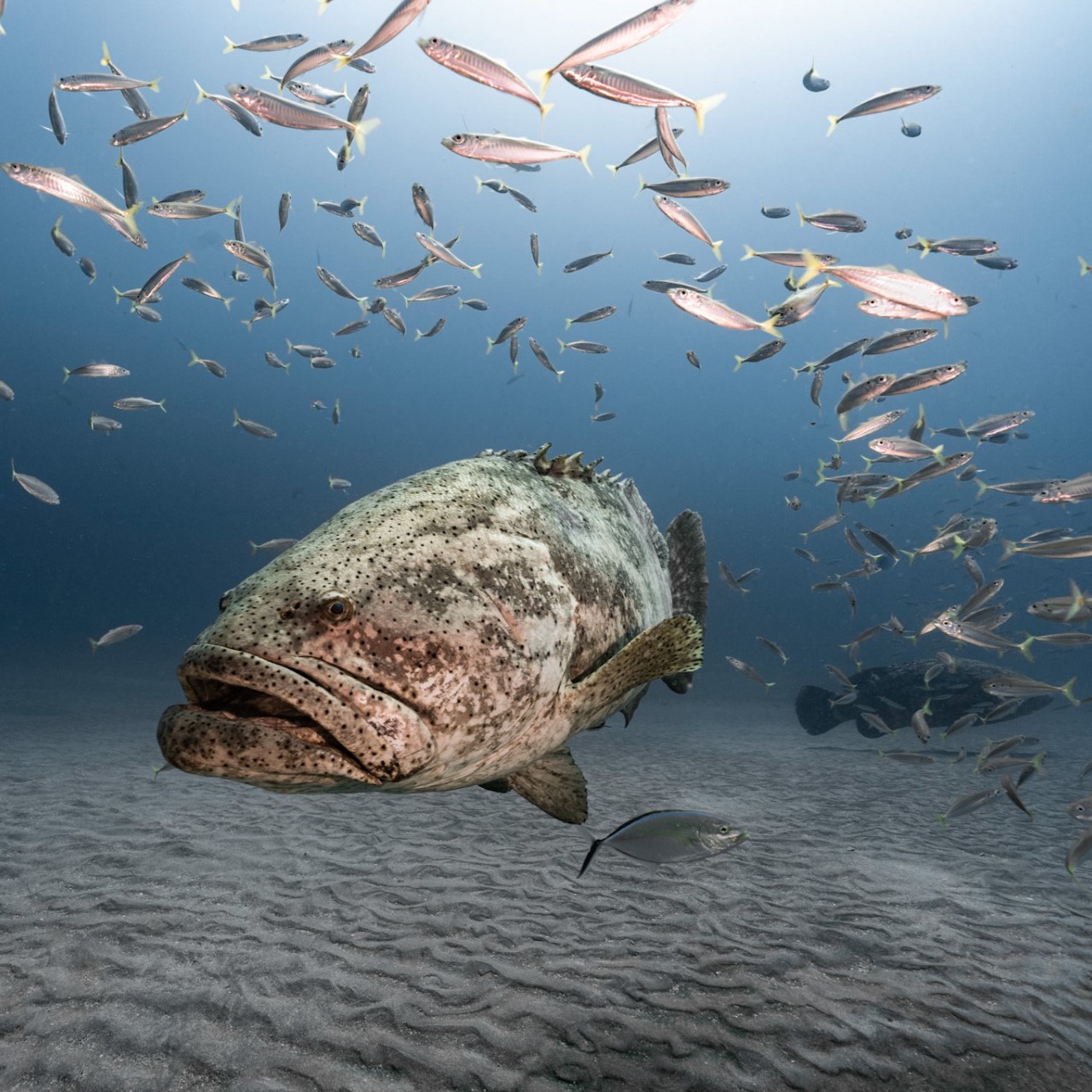 South Florida & Key Largo