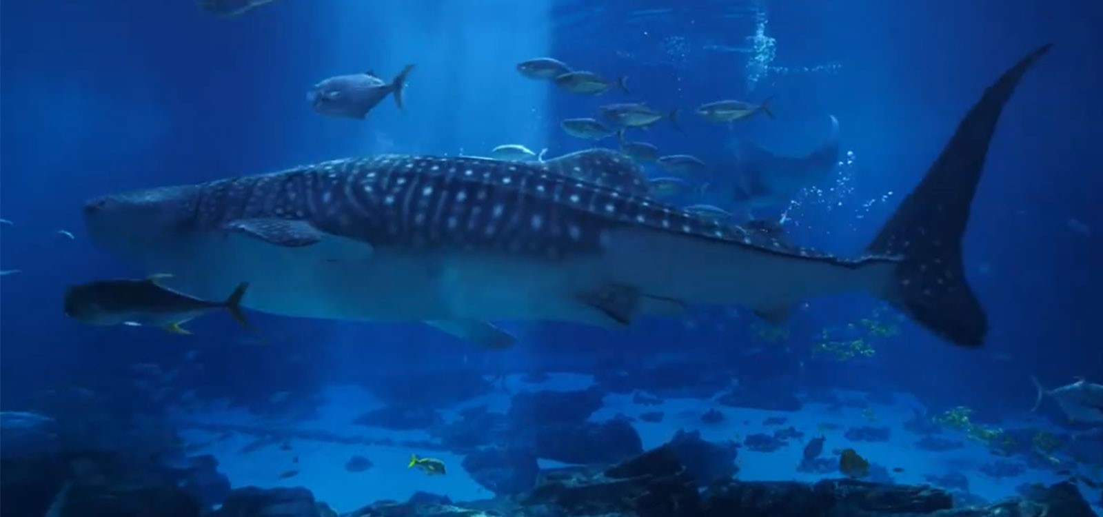 Georgia Aquarium Whale Shark Dive 2026