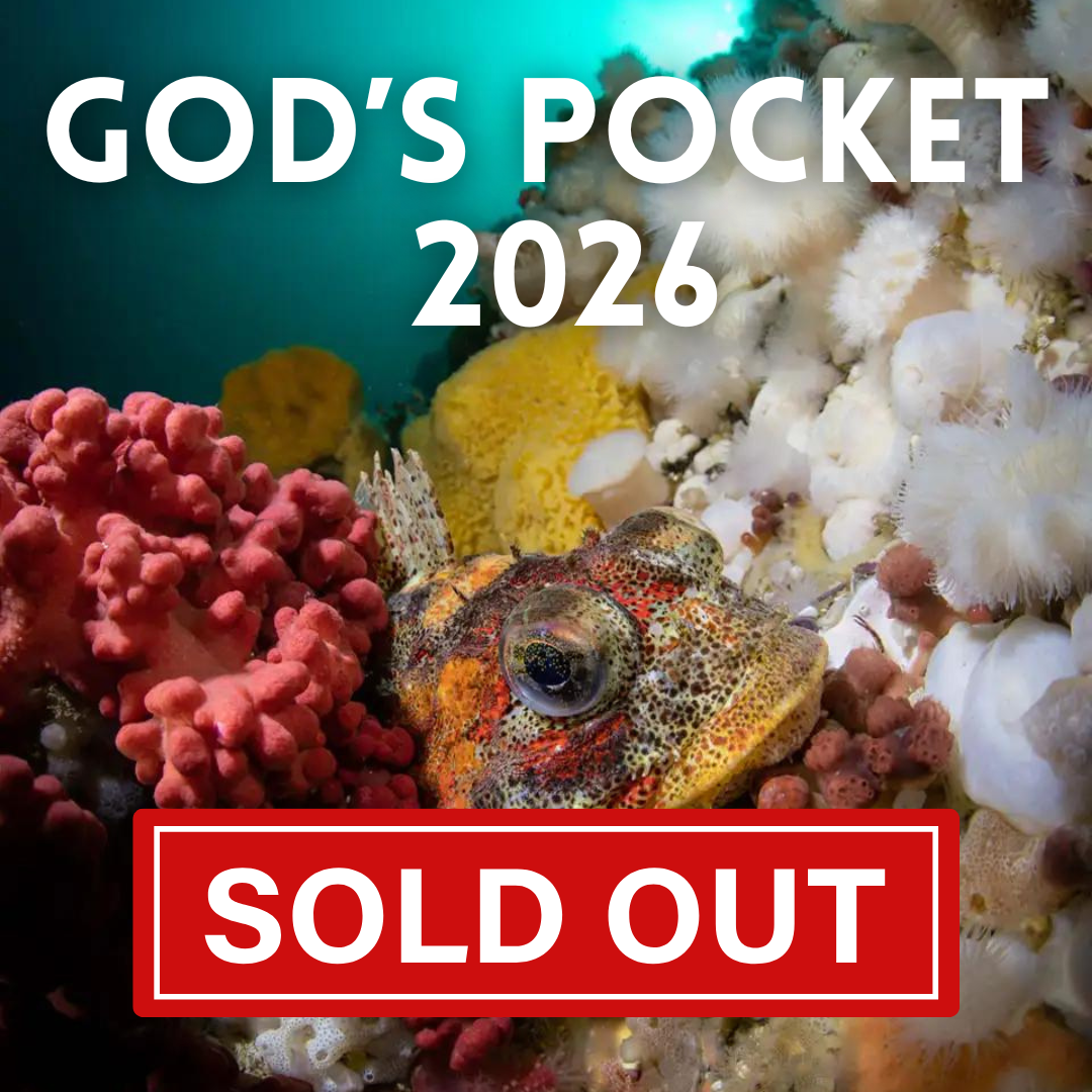 God's Pocket, BC 2026