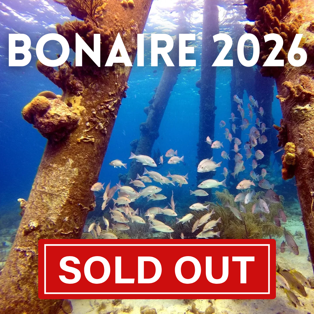 Bonaire - Dive Resort 2026 #2