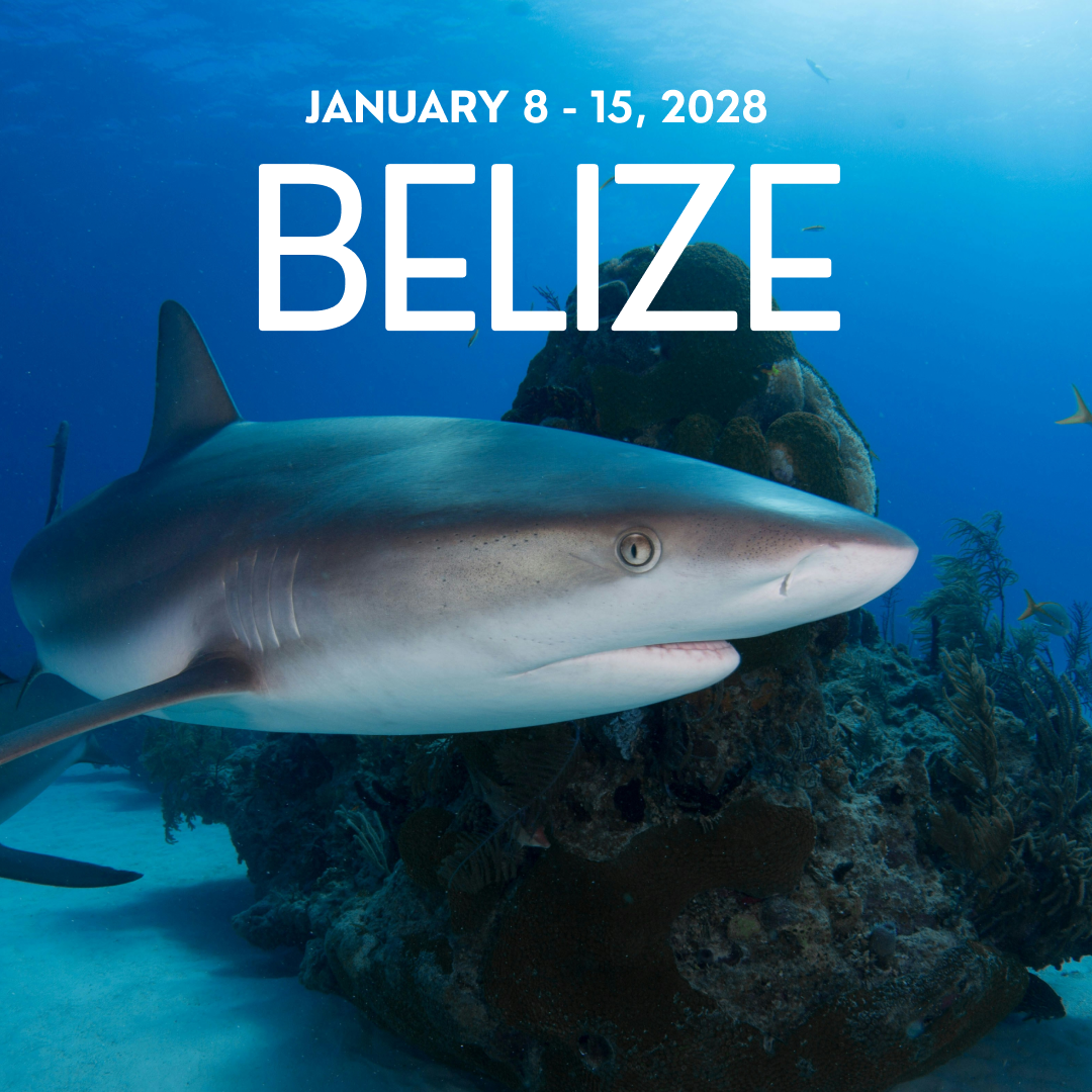 Belize Liveaboard 2028
