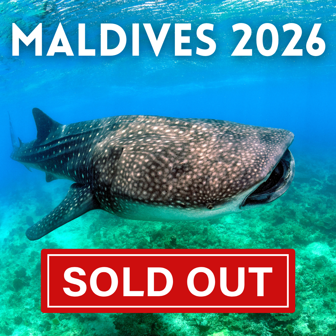 Maldives Liveaboard 2026