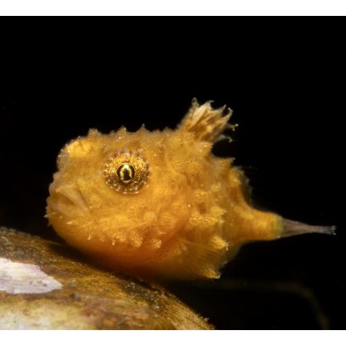 Fish Identification