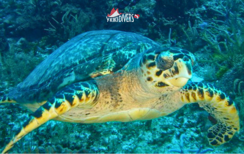 Sea Turtle Awareness