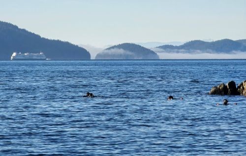 Social Group Dives Kelvin Grove