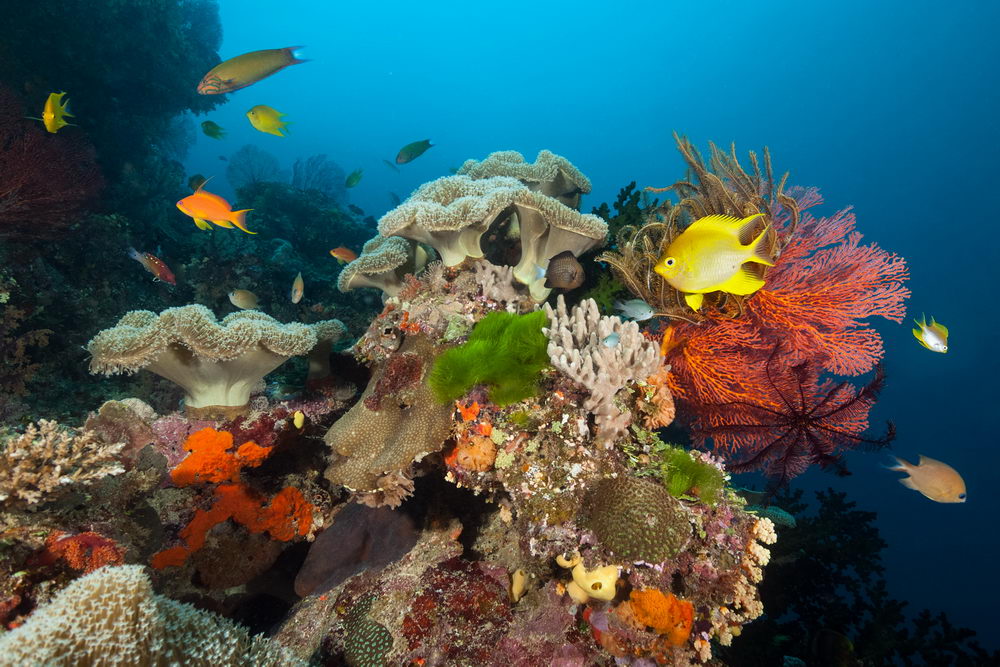 Volivoli Fiji