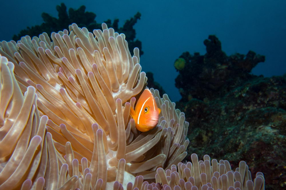 International Dive Trips