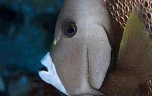 Frederiksted Pier Night Dive
