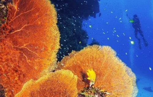 Coral Reef Conservation