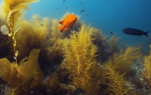 PADI Underwater Naturalist