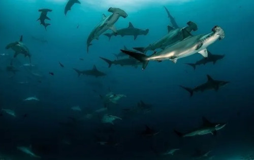 AWARE Shark Conservation