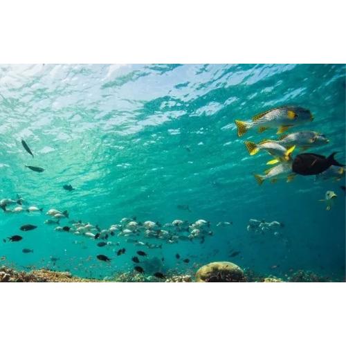 PADI Fish Identification