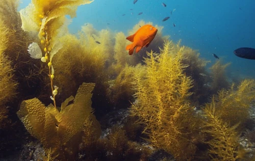 Underwater Naturalist