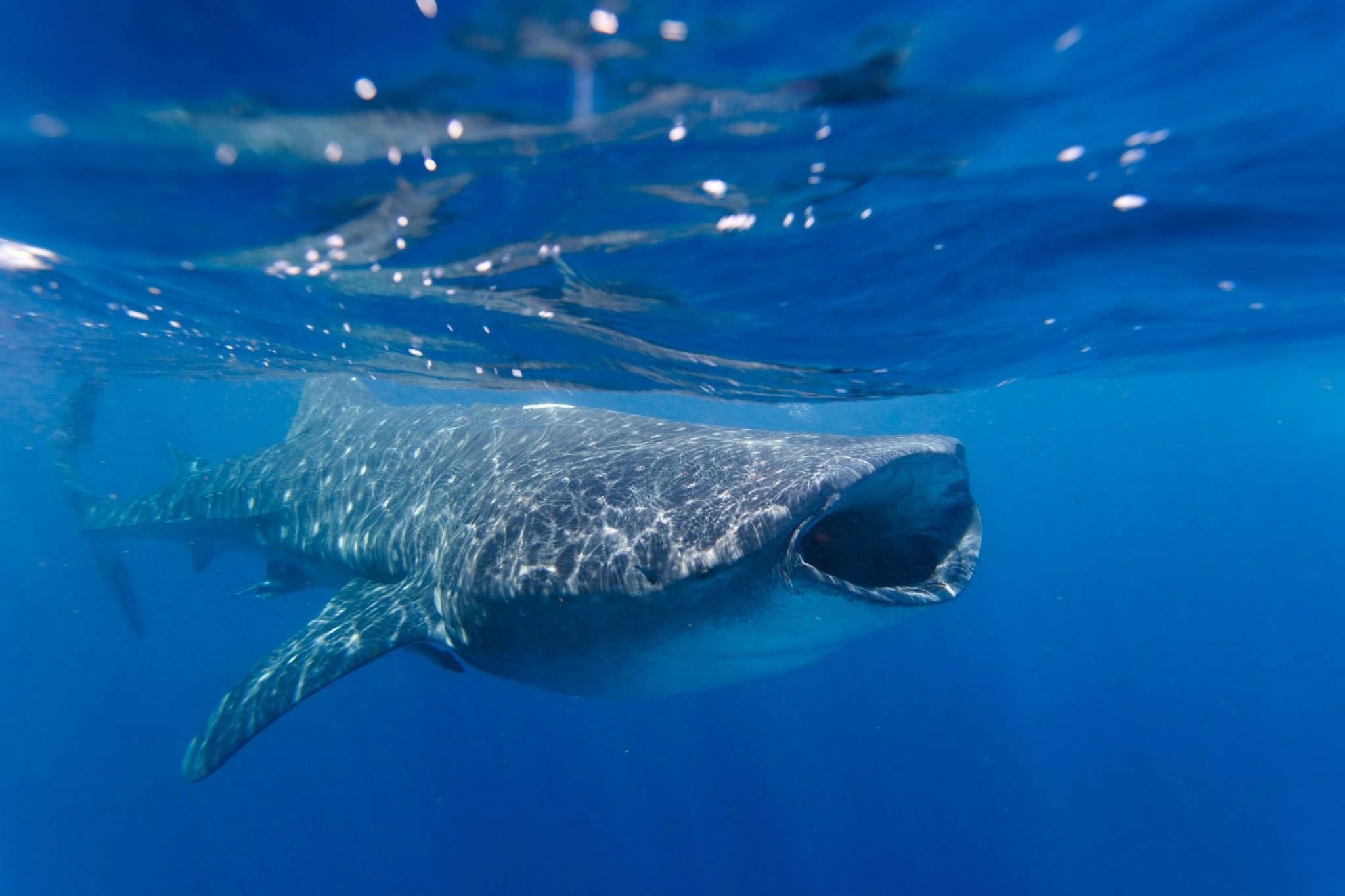 Cozumel, August 29 - September 5, 2026