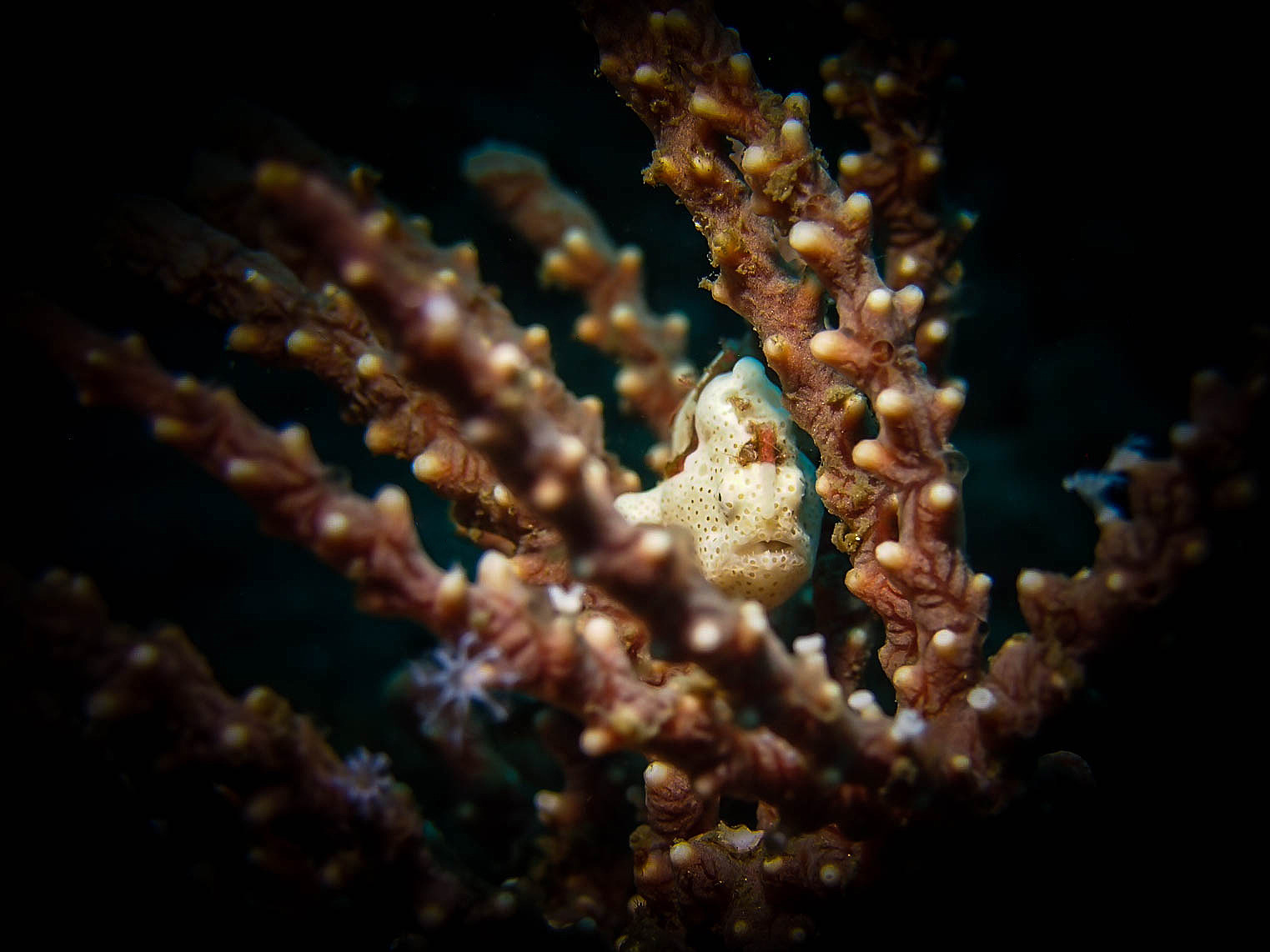 Lembeh Resort November 6 - 13, 2026