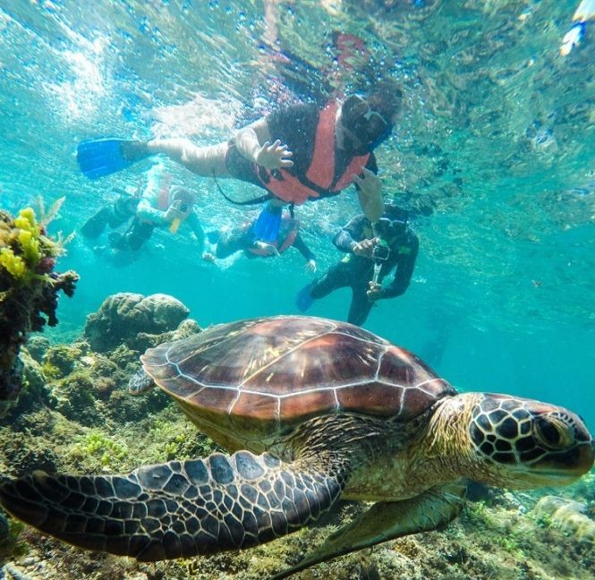Snorkel With Turtles