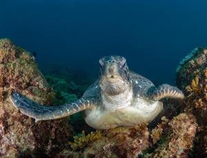 Single Dive Cook Island