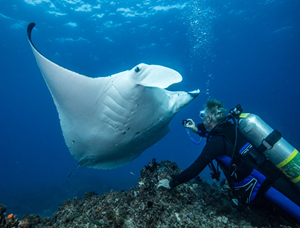 Double Dive Cook Island