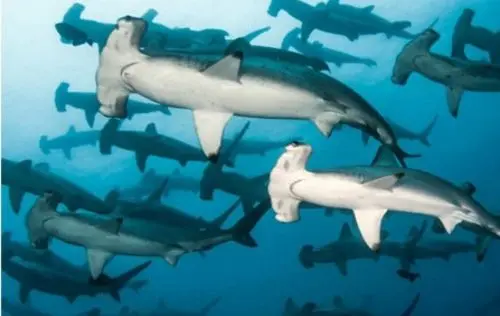 Galapagos Islands Liveaboard 2027