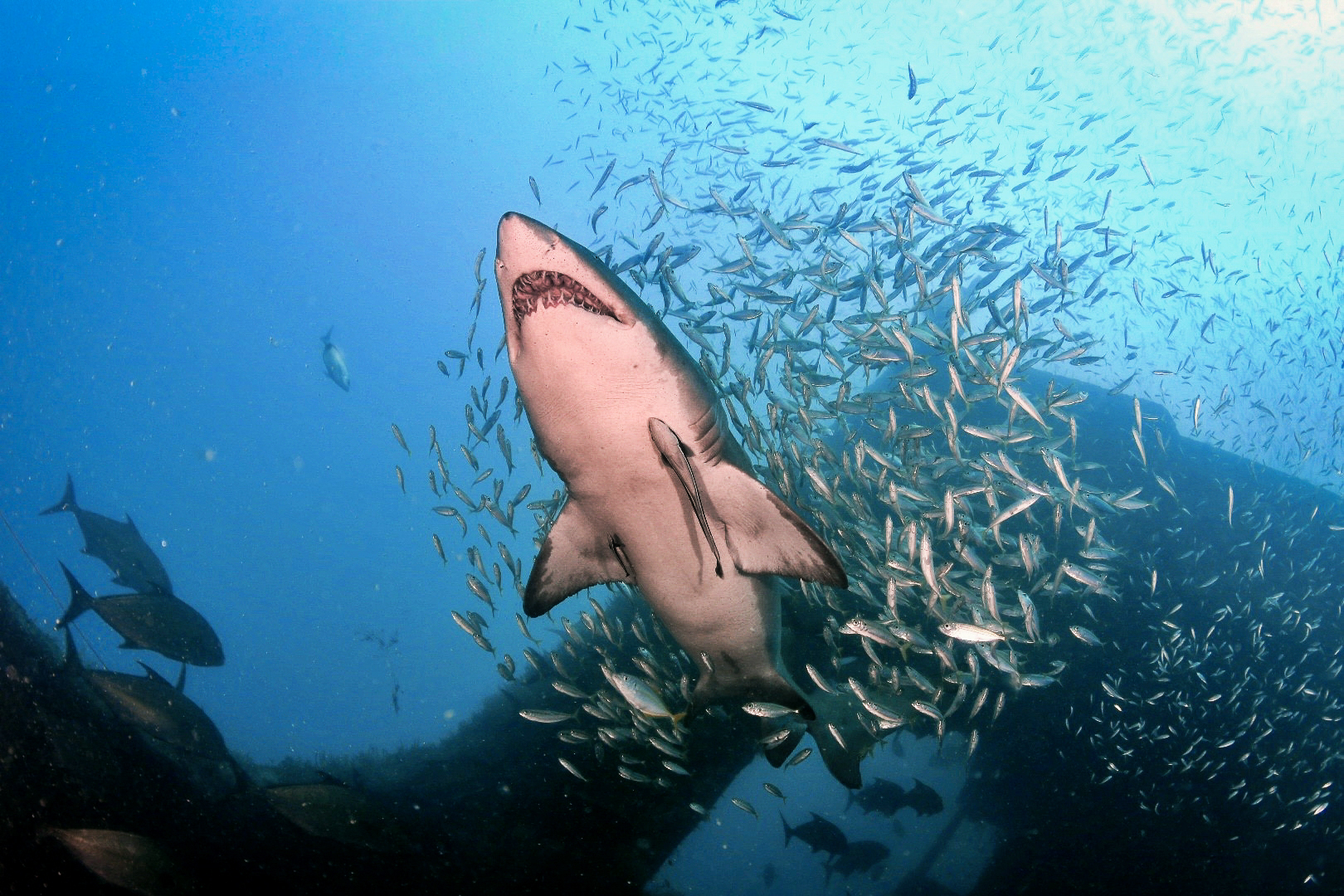 FULL DAY DIVE TRIP