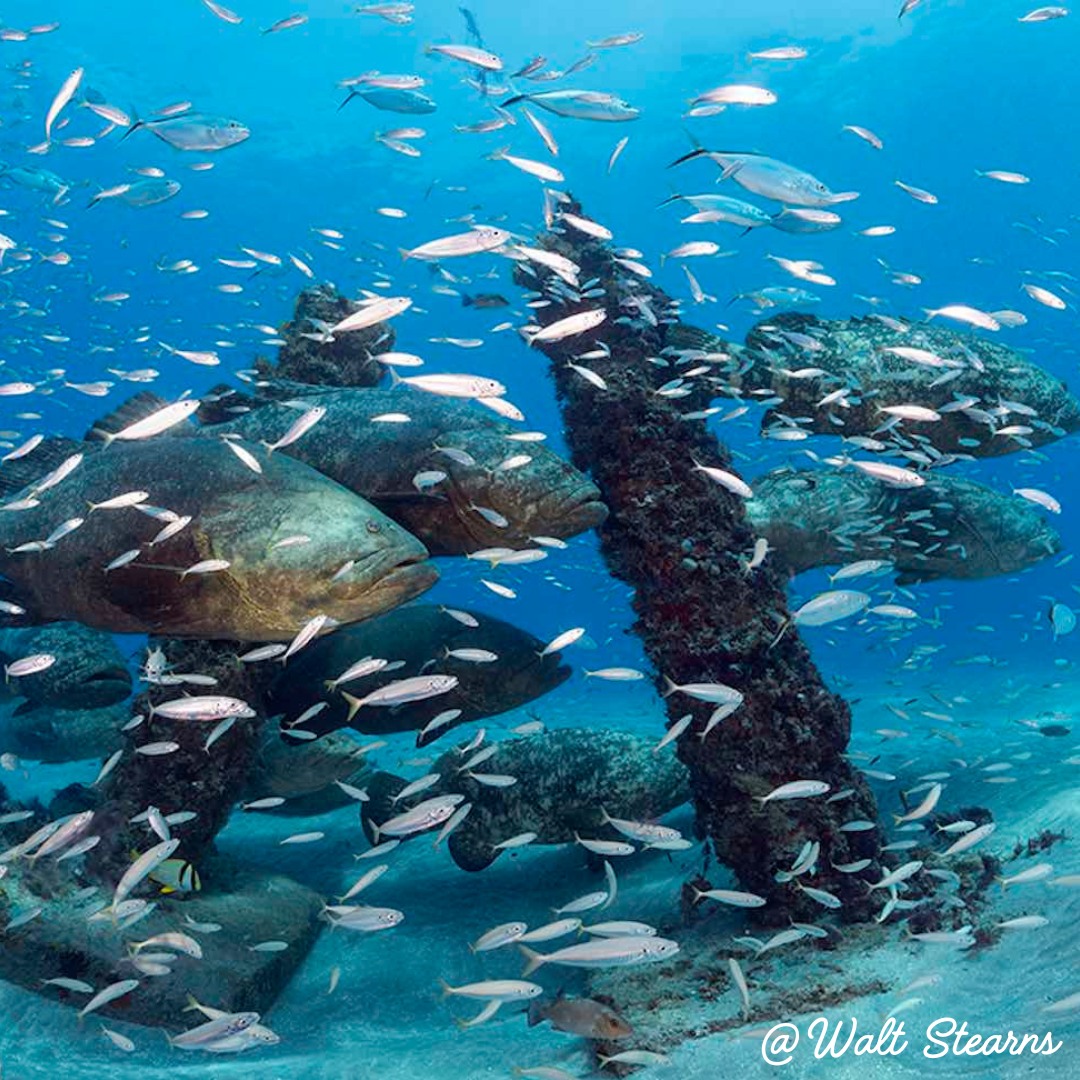 JUPITER FLORIDA DRIFT DIVING
