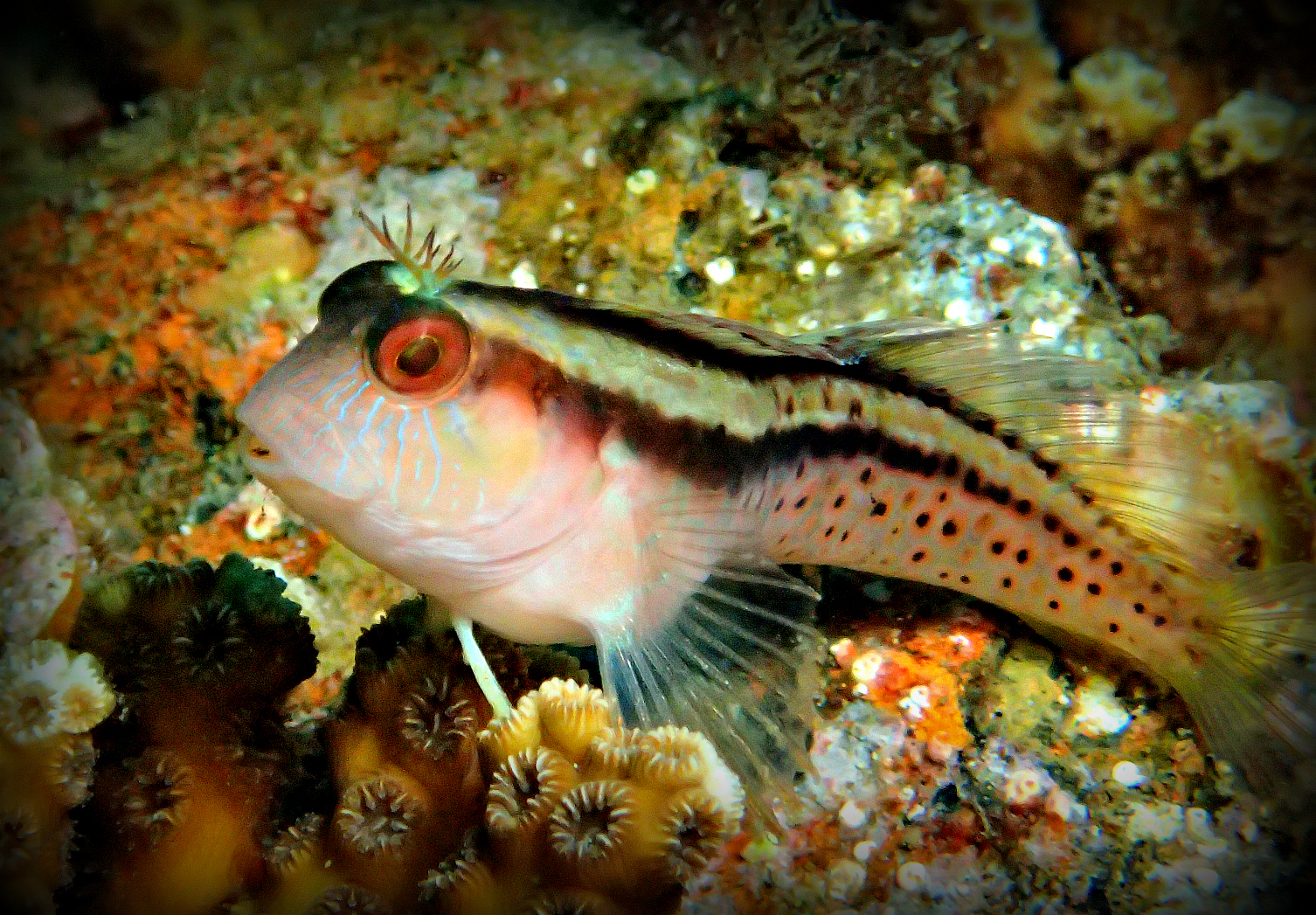 SHALLOW FULL DAY DIVE TRIP