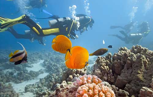 Explore the Ocean