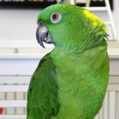Paco, Our Greeter