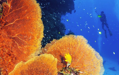CORAL REEF CONSERVATION DIVER CORAL REEF CONSERVATION DIVER