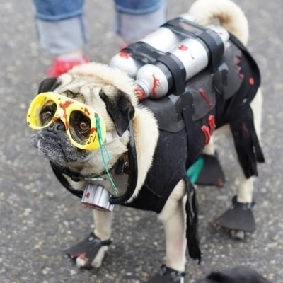 DMCandidate Mascot "Scruff" DMCandidate Mascot "Scruff"