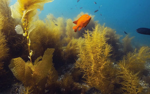 UNDERWATER NATURALIST UNDERWATER NATURALIST