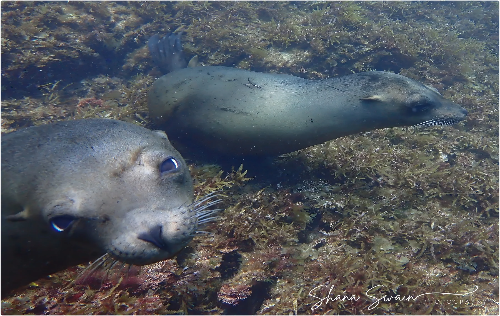 Sea of Cortez - July 2025