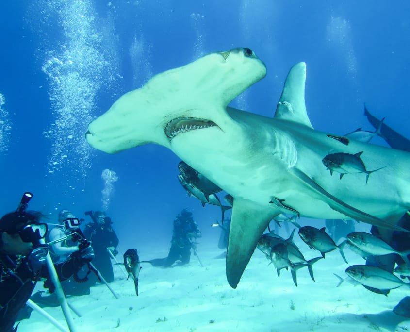 Juliet Liveaboard + Hammerhead Experience
