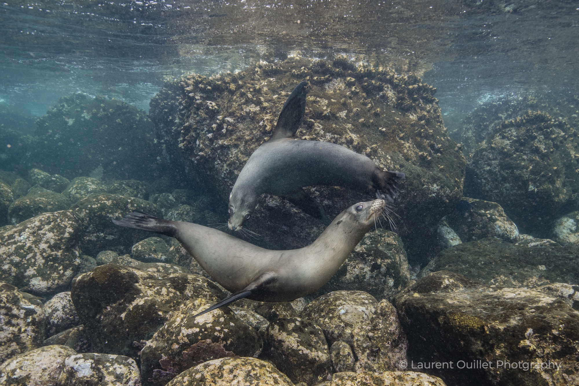 Galapagos - July 2028