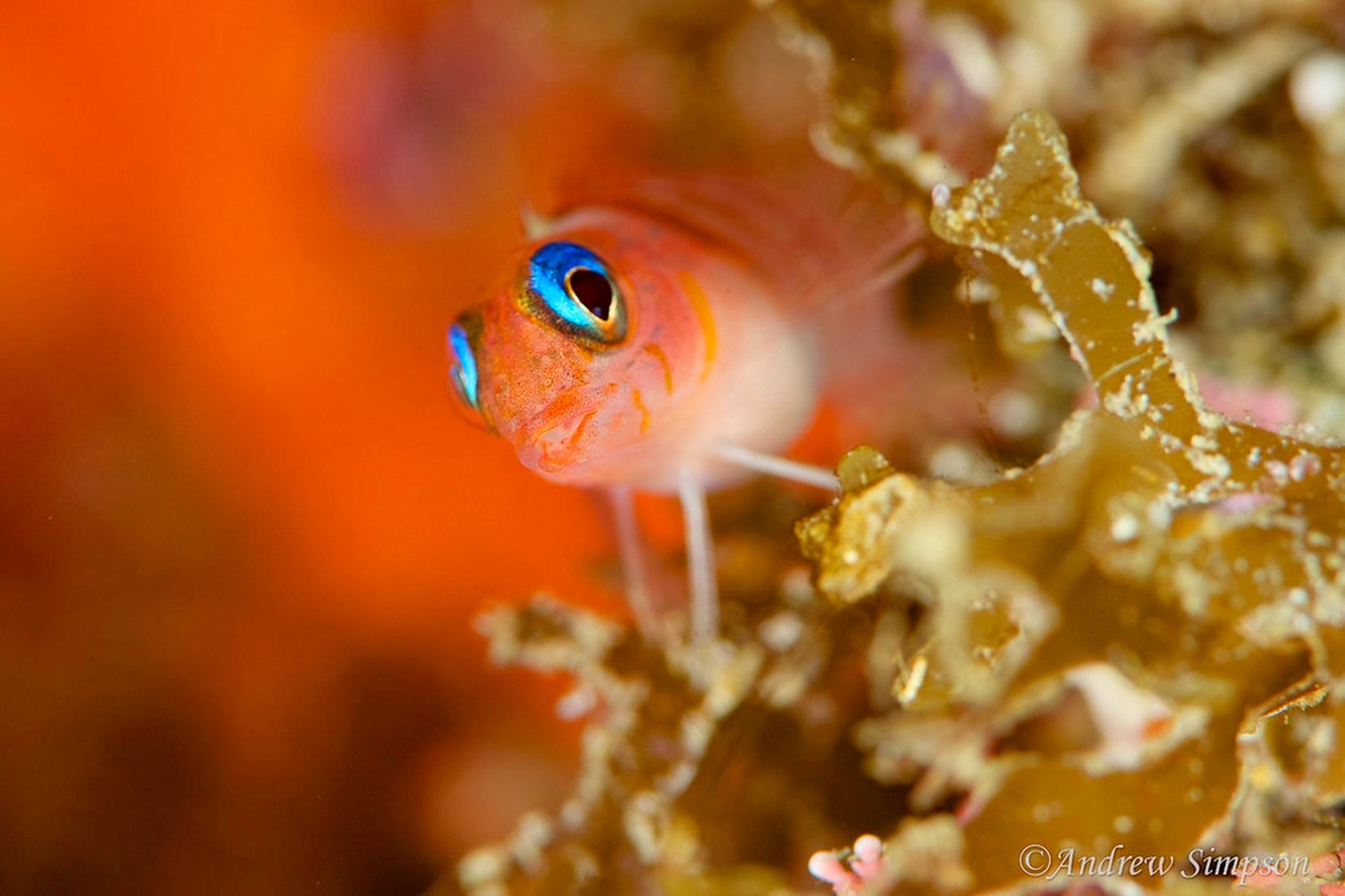 Poor Knights Islands 3 Dive Day w DN