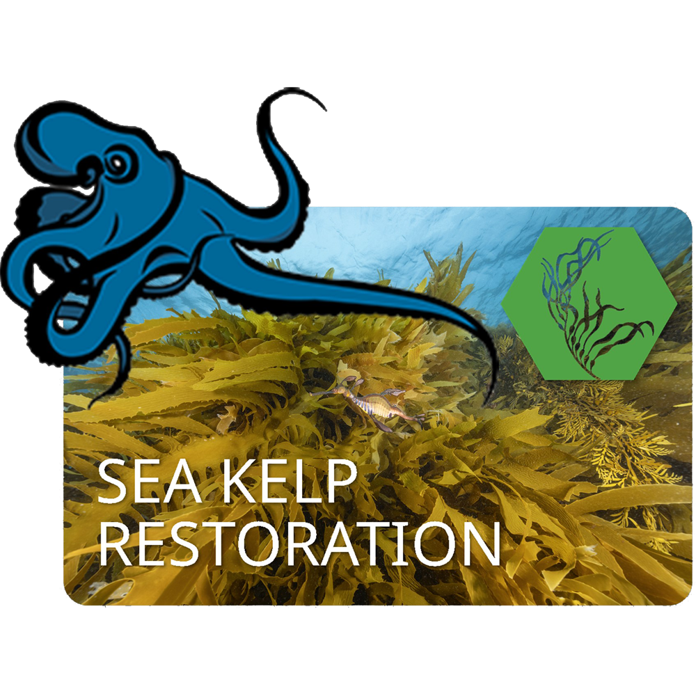 SEA KELP RESTORATION