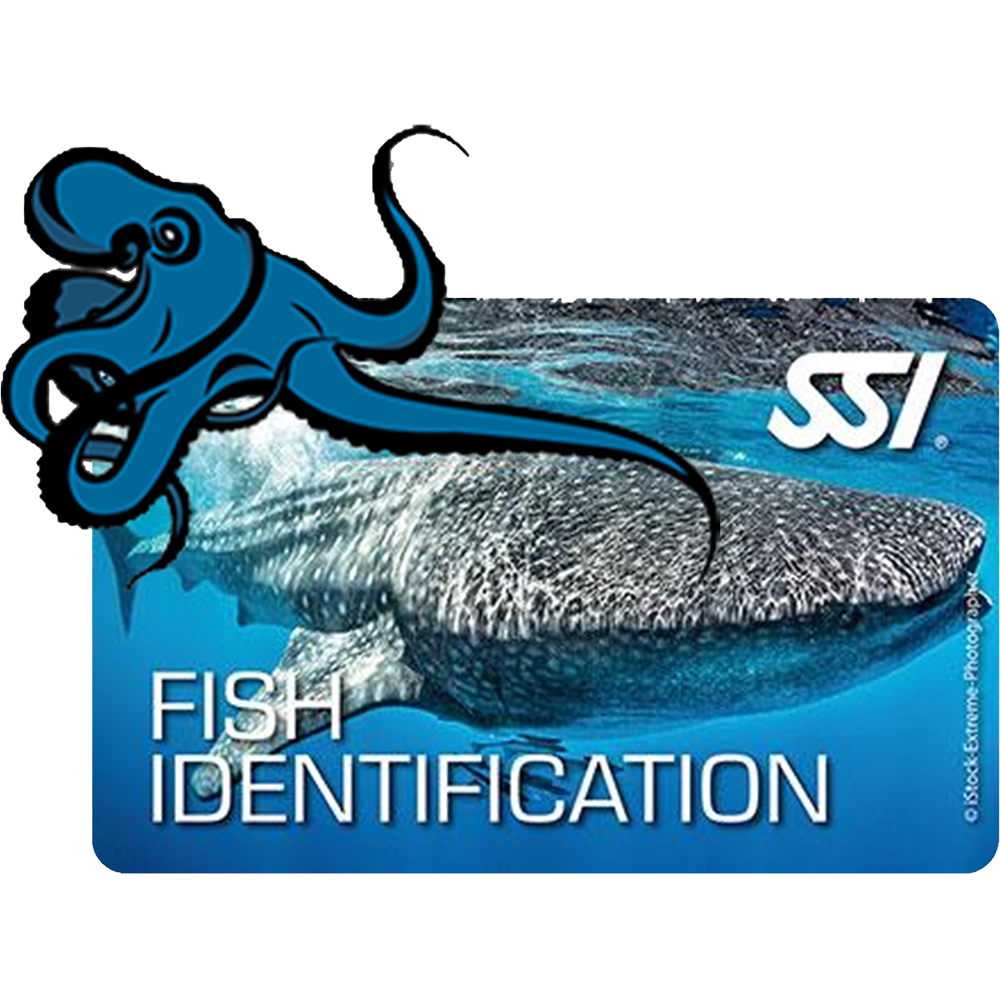 FISH IDENTIFICATION