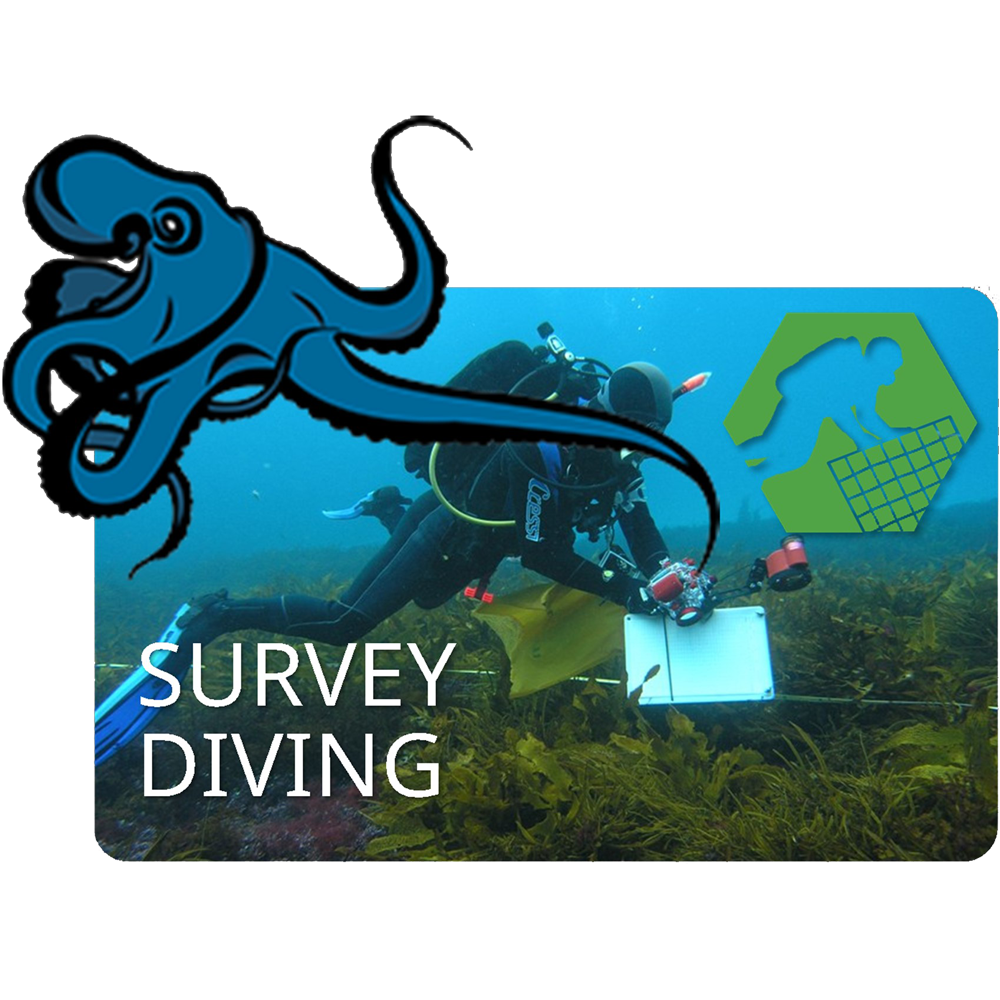 SURVEY DIVING